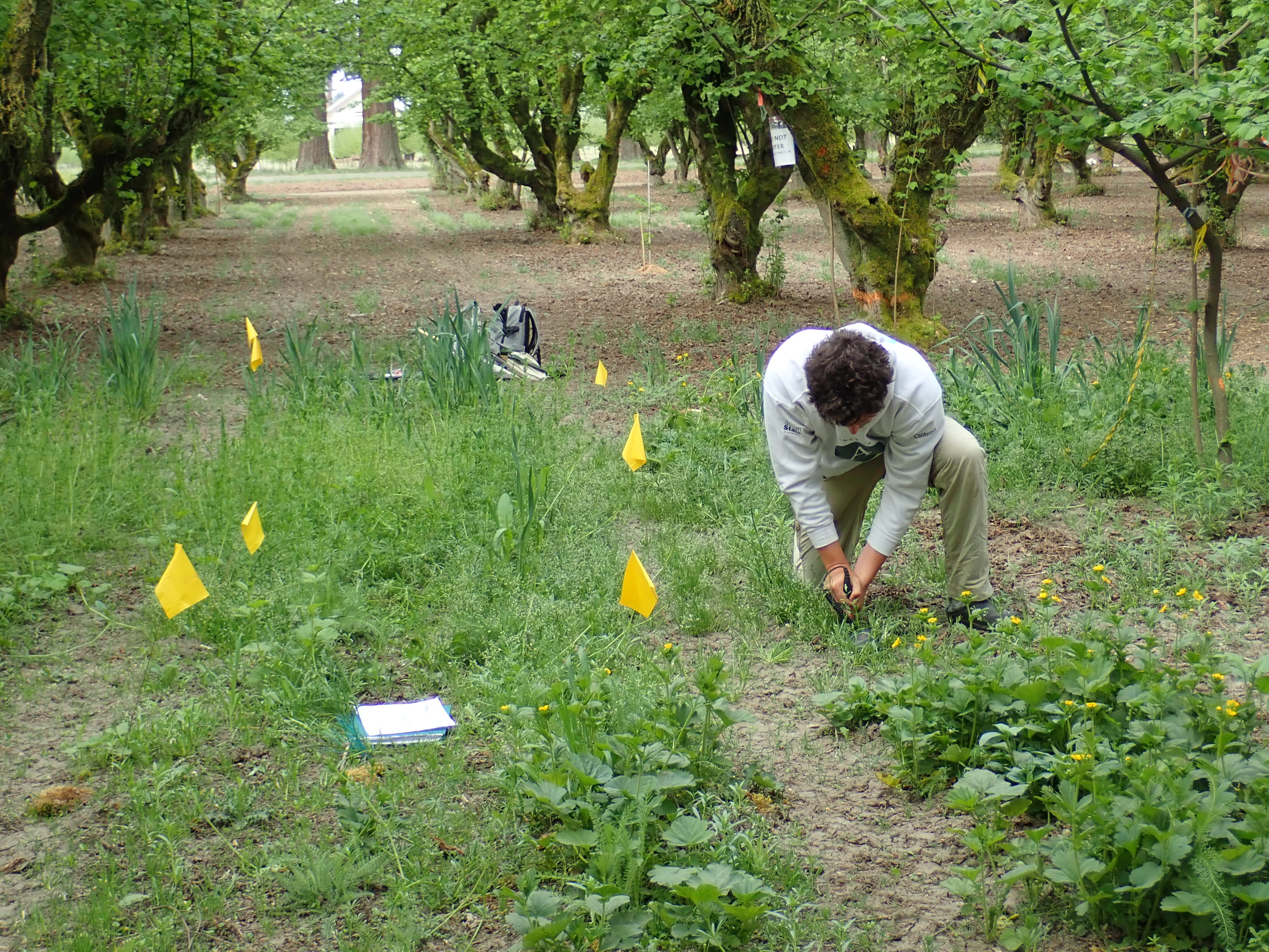 Researcher uses a probe to test soil moisture in experimental plots in a Hazelnut Orchard