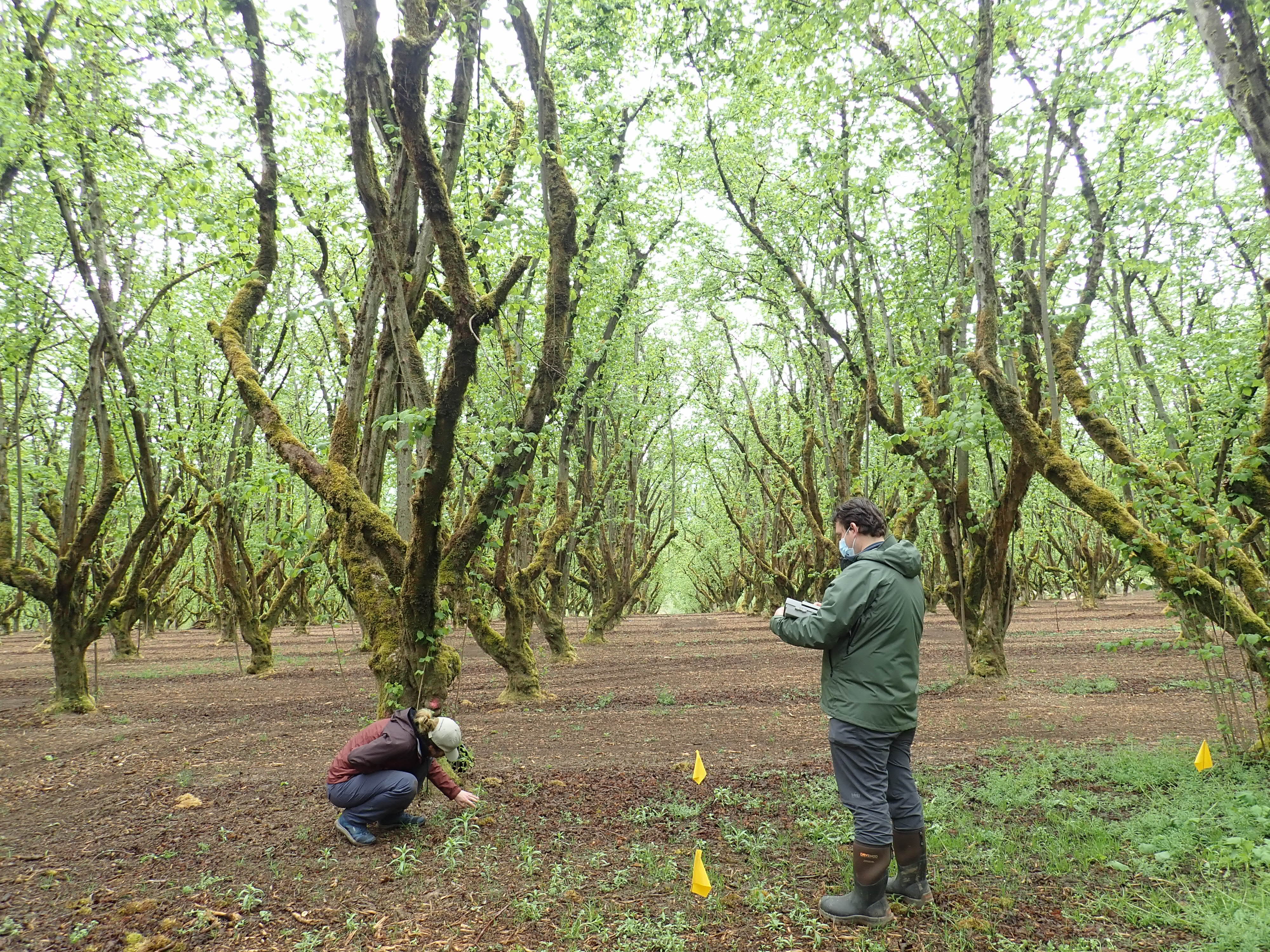 Researchers gather data in experimental plots in a Hazelnut Orchard