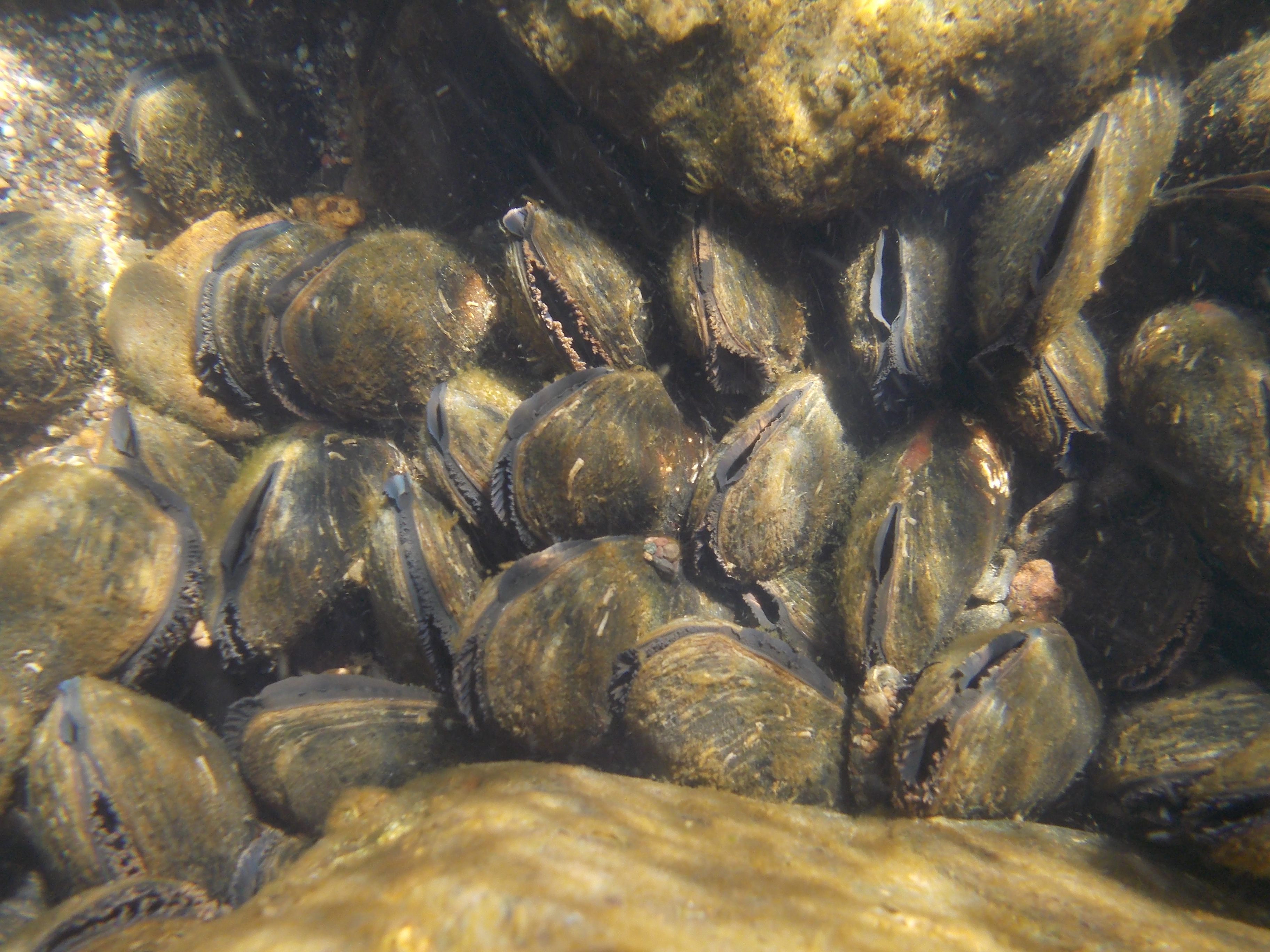 Western Pearlshell mussels in a massive bed near Tiller, OR