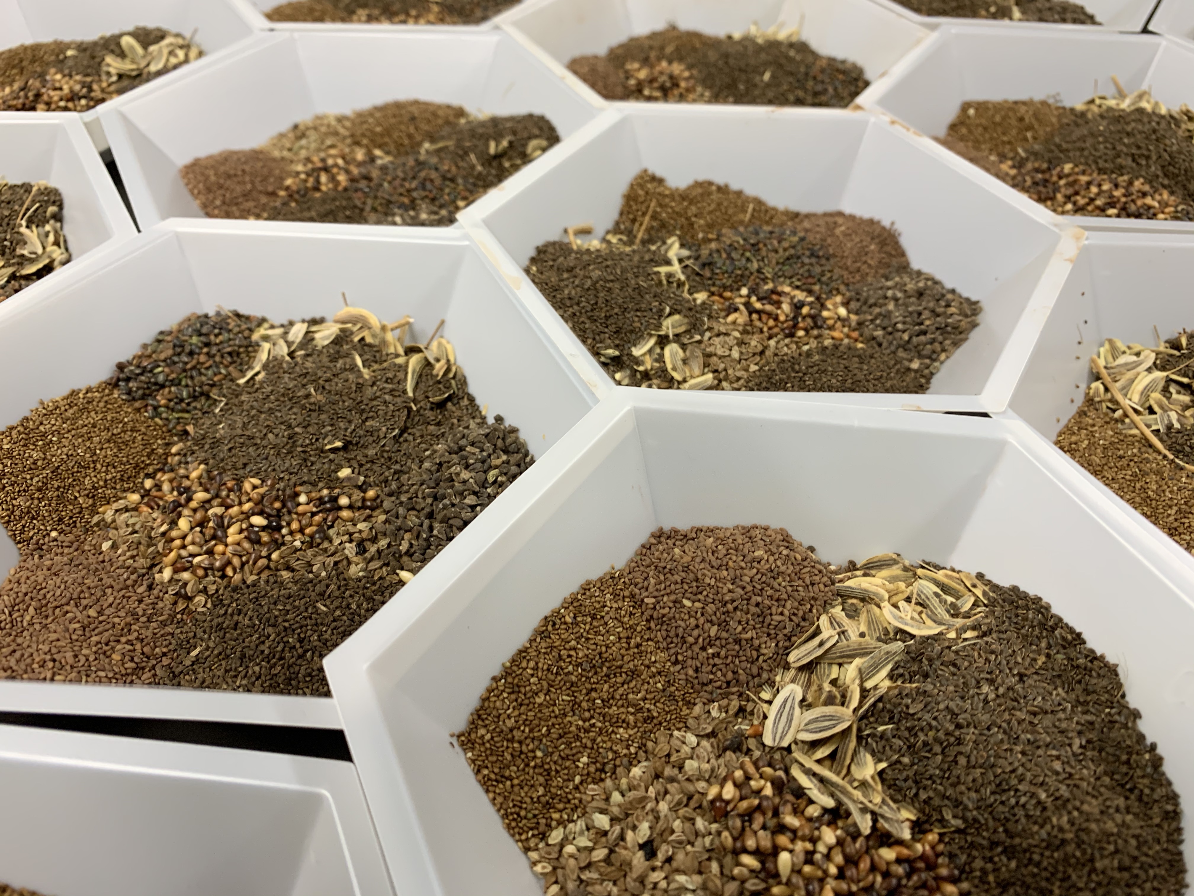 Seed mix for understory experiment.