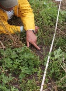 Measuring seedling survival at Peniup, Western Australia