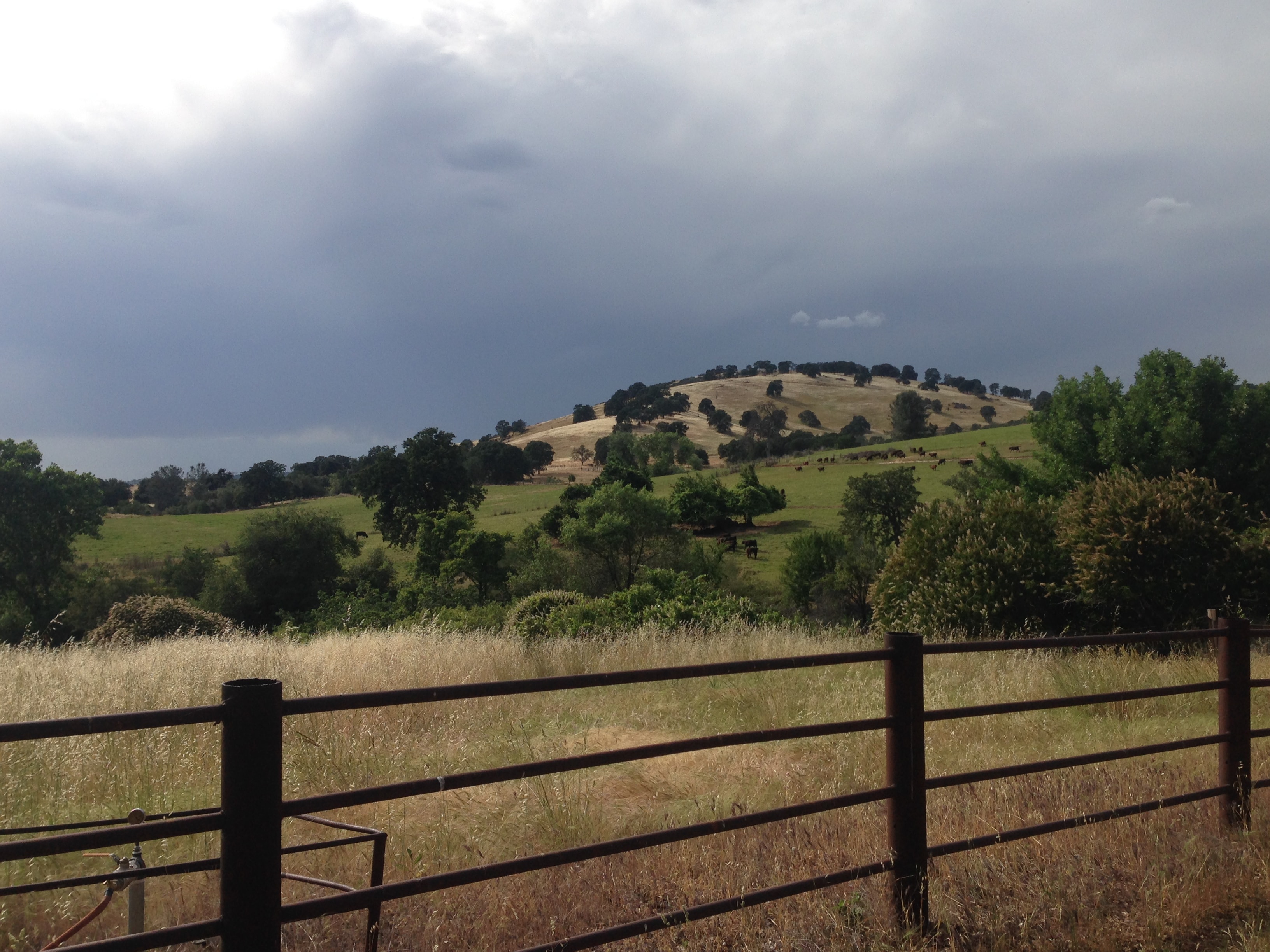 Pasture and oak woodlands at Sierra Foothills Research and Extension Center